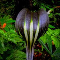 Arisaema leschenaultii Blume